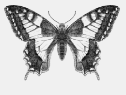 Line Symmetry in a Butterfly