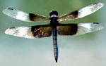 bi-lateral symmetry in a dragonfly